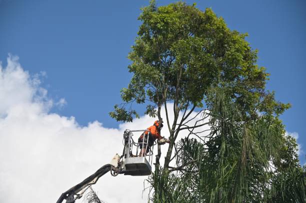 Best Lawn Dethatching  in USA